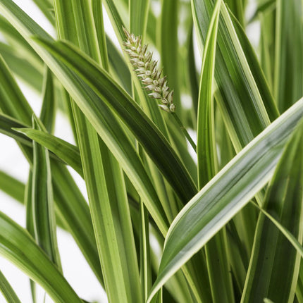 Carex morrowii 'Isdans' - Ø14cm - ↕30cm