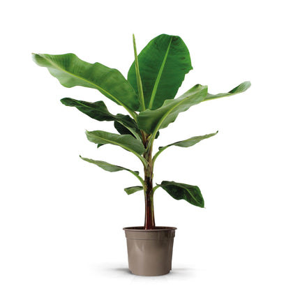Bananenplant - Musa - ↕130cm