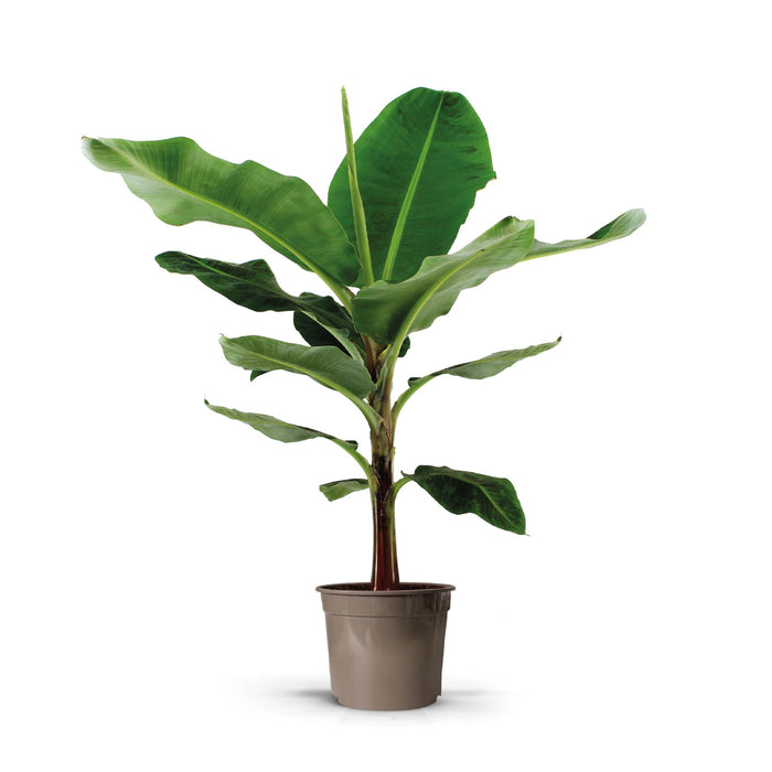 Bananenplant - Musa - ↕130cm