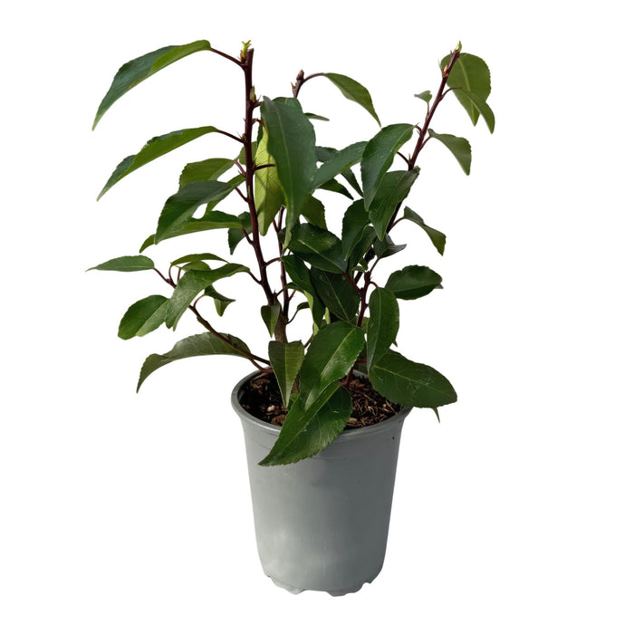 Haagplanten - Prunus lusitanica Angustifolia - blad groen - 8 planten - 1 strekkende meter - groenblijvend - pot 9cm hoogte 30-35cm
