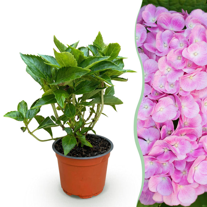 Hydrangea macrophylla Roze - Hortensia - Winterhard - Roze - 1 Plant - Pot 12cm - Hoogte Hoogte 20-30cm
