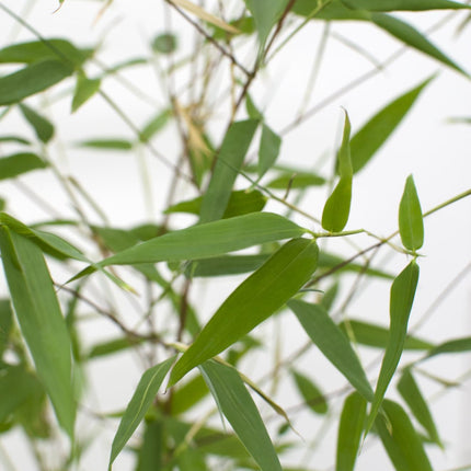 Phyllostachys 'Bissetii' - Grönstamig bambu - ↕40cm - Ø14cm
