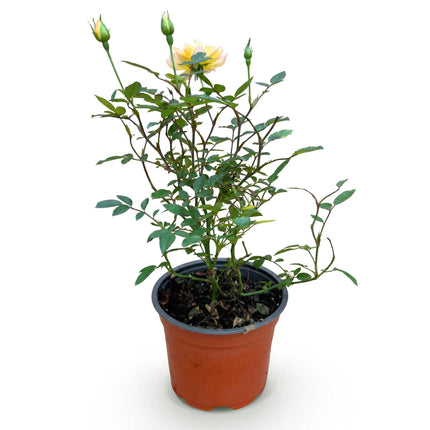 Rosa Tricolor Fairy - Rosa - Giallo-Rosa - ↕20-30cm - Ø12cm