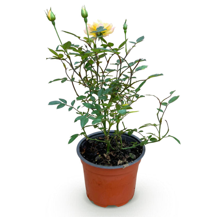 Rosa Tricolor Fairy - Roos - Geel-Roze - ↕20-30cm - Ø12cm