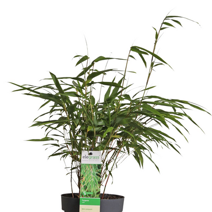 Fargesia rufa - Niet woekerende bamboe - ↕40cm - Ø14cm