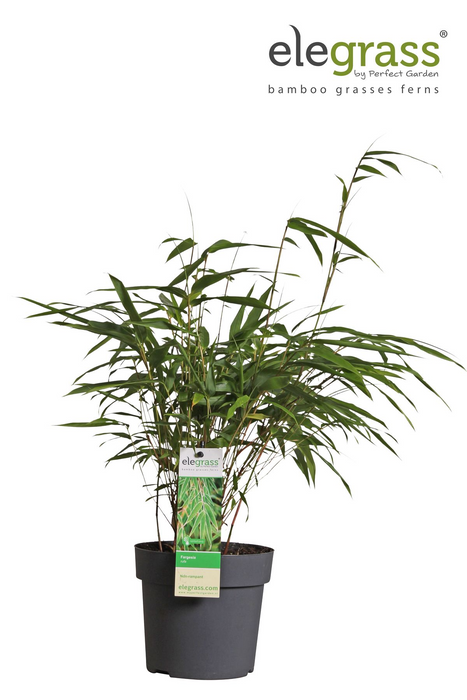 Fargesia rufa - Niet woekerende bamboe - ↕40cm - Ø14cm