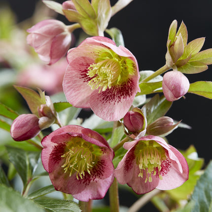 Lenzrose (Helleborus dacaya) – Rosa Blüte – Immergrün – Topf: 19 cm, Höhe: 50 cm