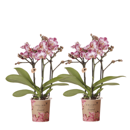 Kolibri Orchids | Combi Deal - 2 Roze-Paarse Phalaenopsis Orchideeën Diamond Bora Bora - Ø9 cm