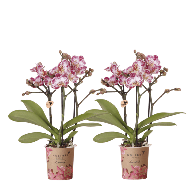 Kolibri Orchids | Combi Deal - 2 Roze-Paarse Phalaenopsis Orchideeën Diamond Bora Bora - Ø9 cm