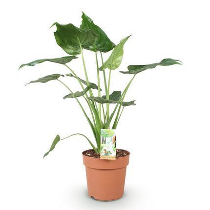 Alocasia Cucullata - Buddha's Hand - ↕65-70cm - Ø21cm