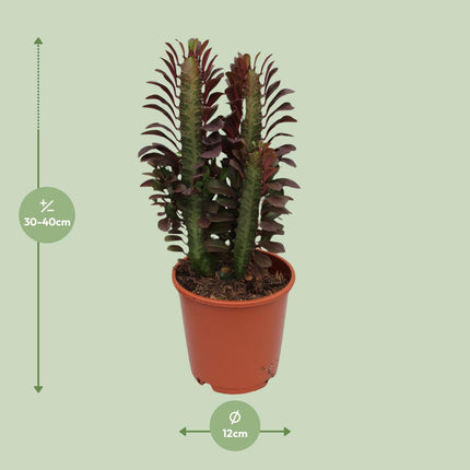 Euphorbia Trigona Rubra - ↕40cm - Ø12cm