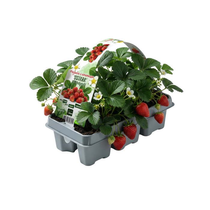 Aardbeienplanten (Fragaria) 100% biologisch - 6x