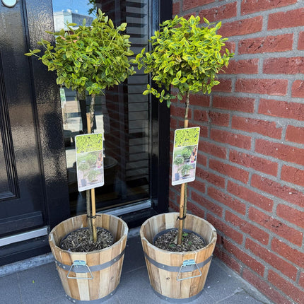 Euonymus fortunei Emerald n Gold - Plante på stilk - Terrasseplante - ↕90cm - Ø19cm