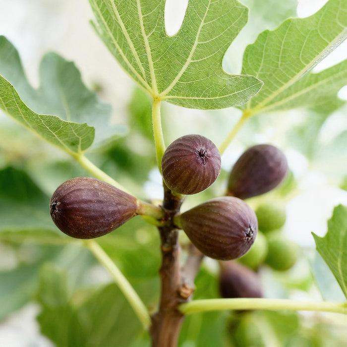 Ficus carica Little Miss Figgy - Terras Plant - Bladverliezend - Winterhard - Groene Vrucht - Pot 19cm Hoogte 90cm