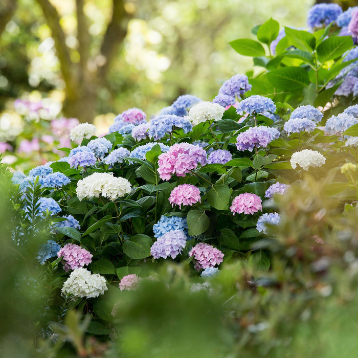 Hydrangea Endless Summer - Hortensia - Blauw - Roze - Wit - ↕20-25cm - Ø14cm - 3x