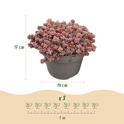 Alpeblanding - Forskellige farver - ↕17cm - Ø14cm - 8x