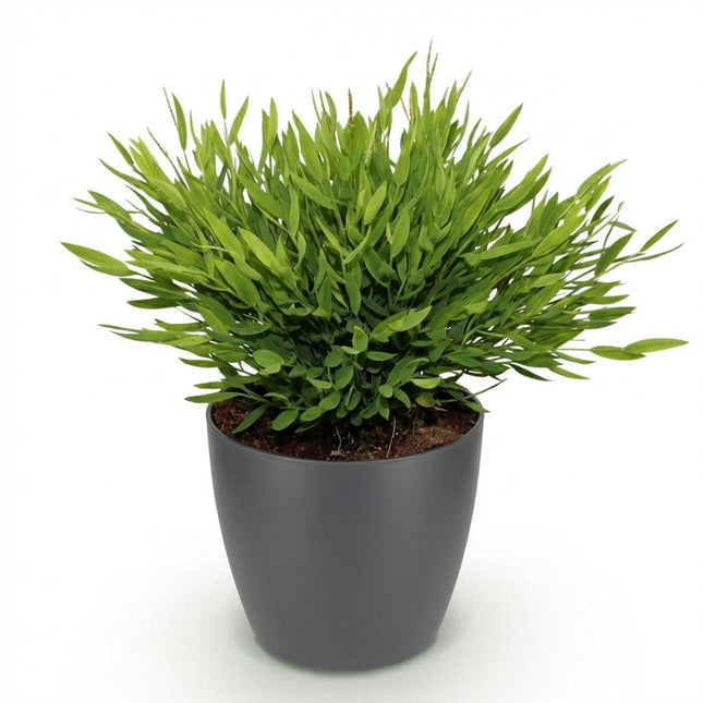 Bamusa Pogonatherum Monica - Bamboegras - met grijze plantenpot - ↕20cm - Ø12cm