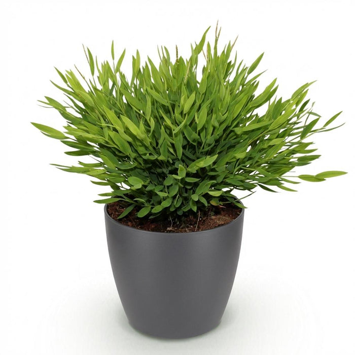 Bamusa Pogonatherum Monica - Bamboegras - met grijze plantenpot - ↕20cm - Ø12cm