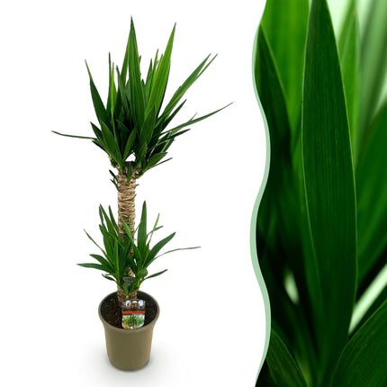 Yucca Elephantipes - ↕120cm - Ø19cm