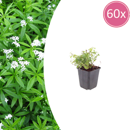 Galium odoratum - Lievevrouwebedstro - ↕10-25cm - Ø9cm - 60x