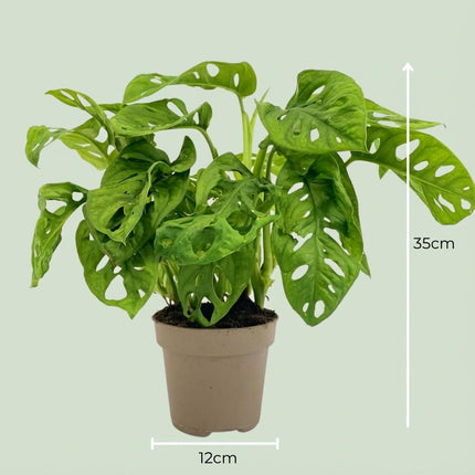 Monstera Adansonii Monkey Mask - ↕25-35cm - Ø12cm