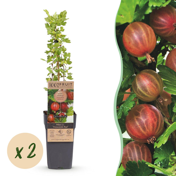 Ribes uva-crispa Hinnonmäki Röd - Uva spina - Resistente - Ribes rosso - 2 piante - Vaso da 15 cm - Altezza 50 cm