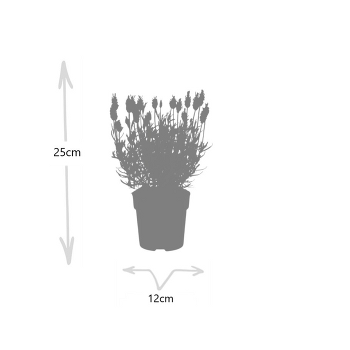 Lavandula stoechas Anouk® - Lavendel - Ø12cm - 6x