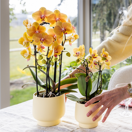Orquídea Phalaenopsis naranja, maceta de 12 cm de diámetro | Sunny Bunny | planta de interior con flores