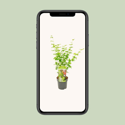 Érable du Japon (Acer palmatum Going Green) - ↕50 cm - Ø19 cm