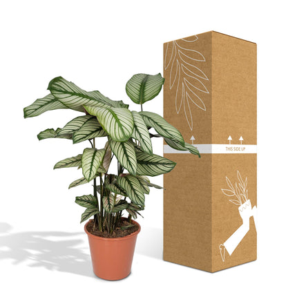 Calathea Whitestar - Pauwenplant - ↕50cm - Ø19cm