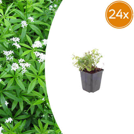 Galium odoratum - Lievevrouwebedstro - ↕10-25cm - Ø9cm - 24x
