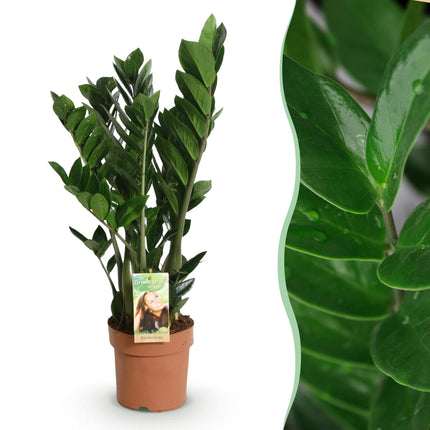 Zamioculcas - ZZ-plant - ↕65-75cm - Ø17cm