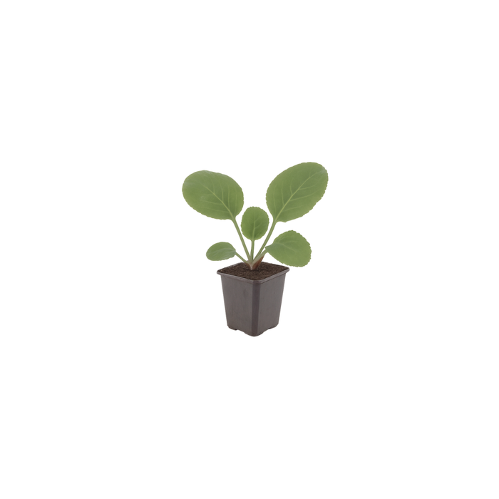 6x Bergenia cordifolia - ↕10-25cm - Ø9cm