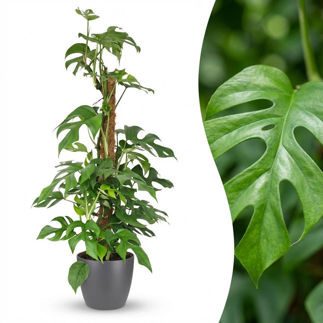 Monstera Minima Moss Pole - Roślina serowa szwajcarska - w szarej doniczce - ↕90cm - Ø19cm
