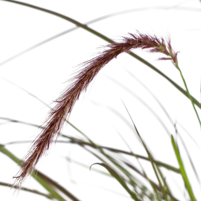 Pennisetum x advena Rubrum - ↕50-60cm - Ø13cm - 4x