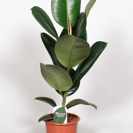 Ficus Elastica Robusta - ↕65cm - Ø17cm