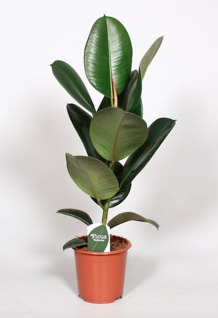 Ficus Elastica Robusta - ↕65cm - Ø17cm