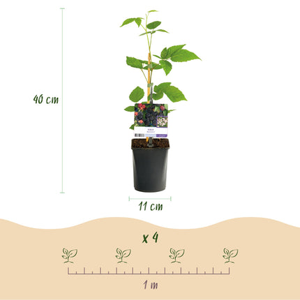 Mora sin espinas - Rubus Black Satin - ↕40cm - Ø11cm - 2x