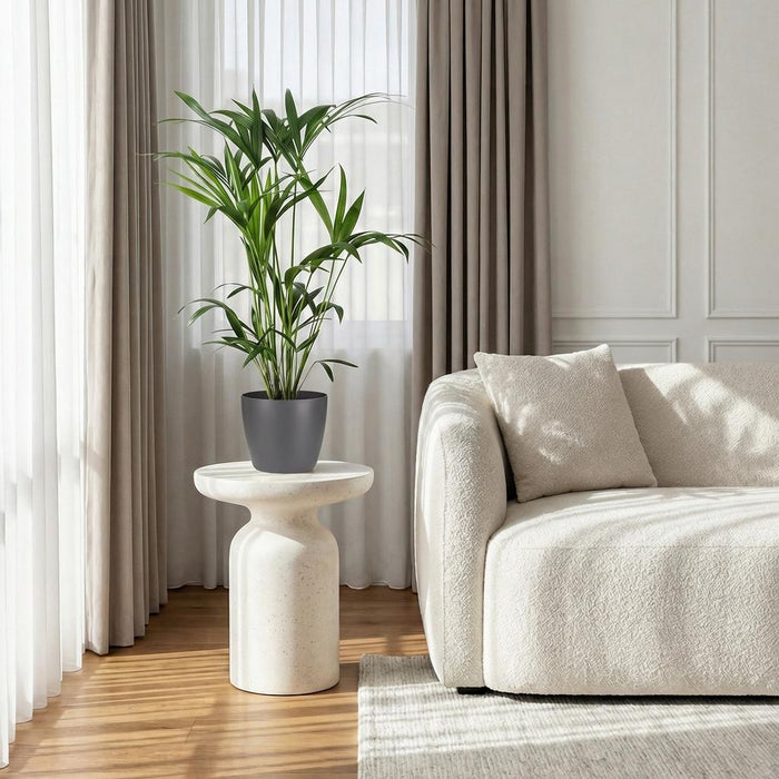 Howea Forsteriana - Kentia Palm - met grijze plantenpot - ↕80-85cm - Ø19cm