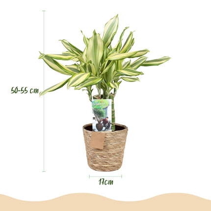 Dracaena fragrans Diamond Dream - Arbre Sang-Dragon - ↕50-55cm - Ø17cm - 2x