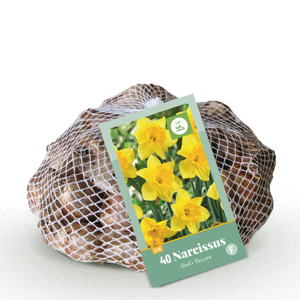 Bulbes de fleurs - Narcisse jaune - Couleur jaune - 40 pièces - Calibre 10/12