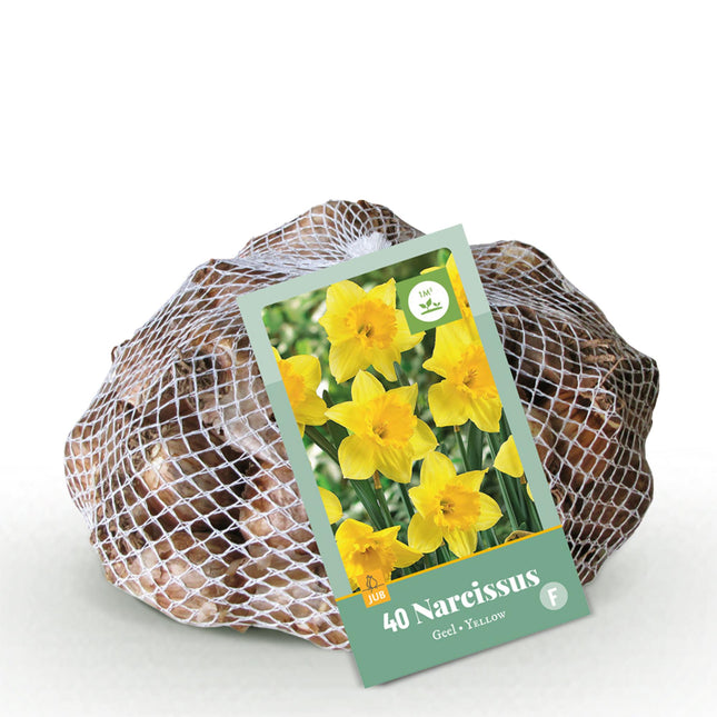 Bulbi di fiori - Narciso giallo - Colore giallo - 40 pezzi - Dimensione bulbo 10/12
