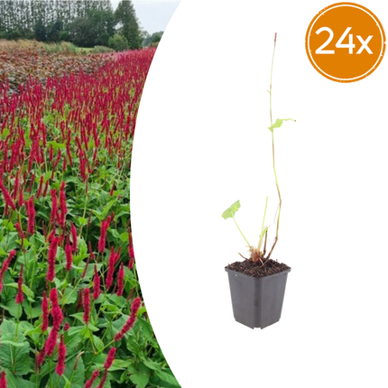 Persicaria amplexicaulis 'Blackfield' - Duizendknoop - ↕10-25cm - Ø9cm - 24x