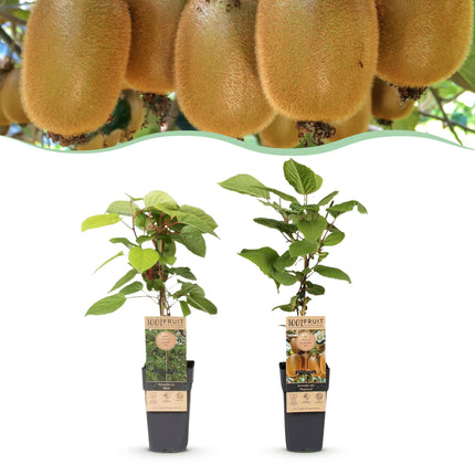 Actinidia Weiki & Hayward - Kiwiplant - 1 Mannelijke - 1 Vrouwelijke - ↕50cm - Ø15cm - 2x