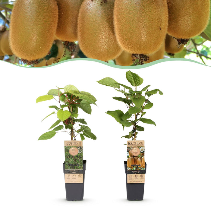 Actinidia Weiki & Hayward - Kiwiplant - 1 Mannelijke - 1 Vrouwelijke - ↕50cm - Ø15cm - 2x