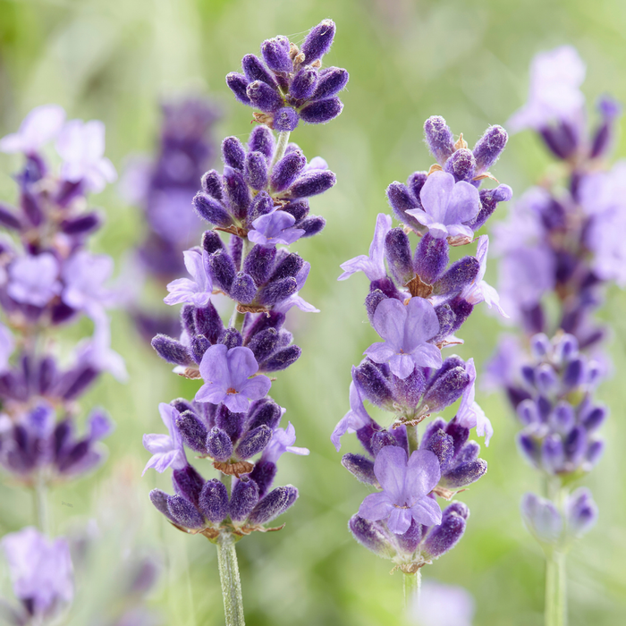 Lavandula 'Hidcote' – 6 Pluggen | Kweek & Geniet van Prachtige Lavendel