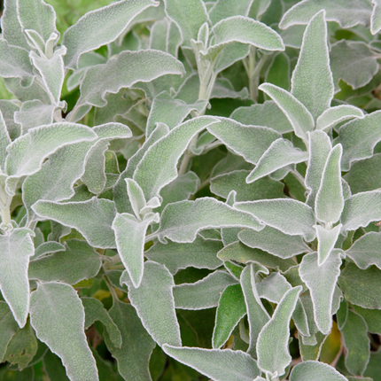 Stachys byzantina - Ezelsoor - ↕10-25cm - Ø9cm - 12x