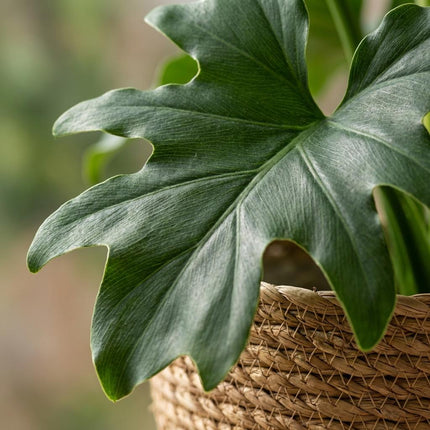 Philodendron Lickety split - met Mand - ↕70cm - Ø19cm