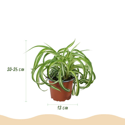 Chlorophytum comosum Bonnie - Curly Spider Plant - with white plant pots - ↕20cm - Ø12cm - 2x