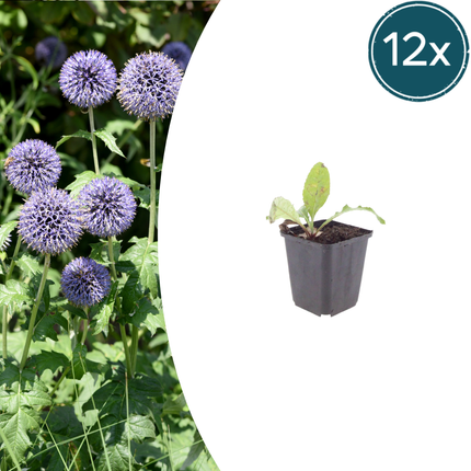 Kugletidsel - Echinops ritro - ↕10-25cm - Ø9cm - 12x